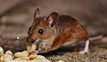 24 Hour & Emergency Exterminators in McAlester, OK